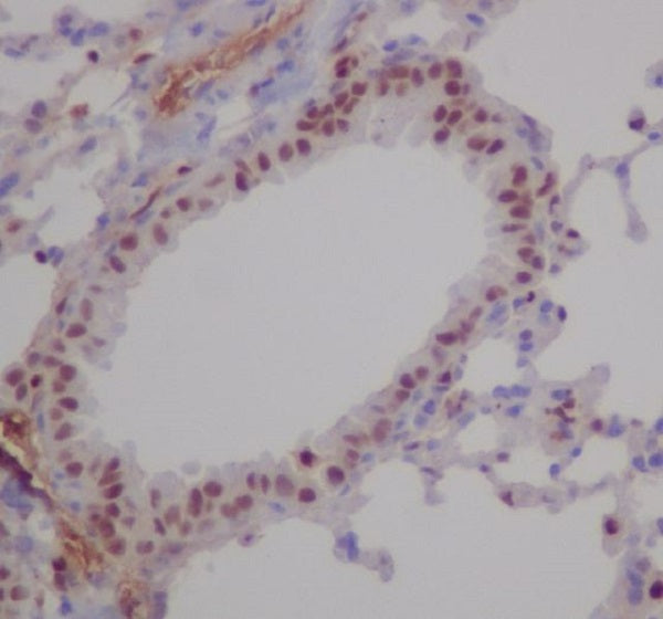 Anti-RUNX Rabbit Polyclonal Antibody