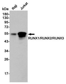 Anti-RUNX Rabbit Polyclonal Antibody