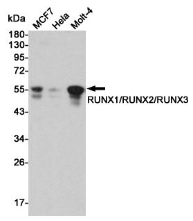 Anti-RUNX Rabbit Polyclonal Antibody