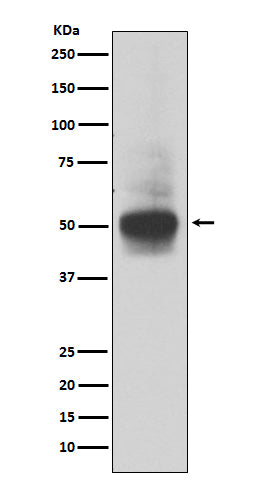 Anti-RUNX Rabbit Polyclonal Antibody