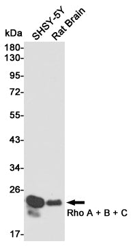Anti-RhoA/B/C Rabbit Polyclonal Antibody