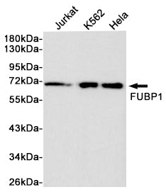 Anti-FUBP1 Rabbit Polyclonal Antibody