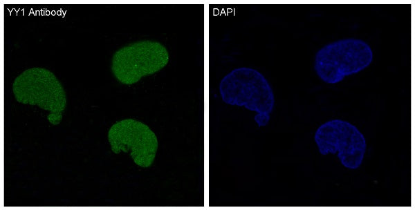 Anti-YY1 Rabbit Polyclonal Antibody