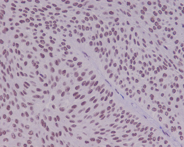 Anti-YY1 Rabbit Polyclonal Antibody