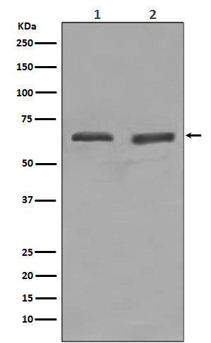 Anti-YY1 Rabbit Polyclonal Antibody