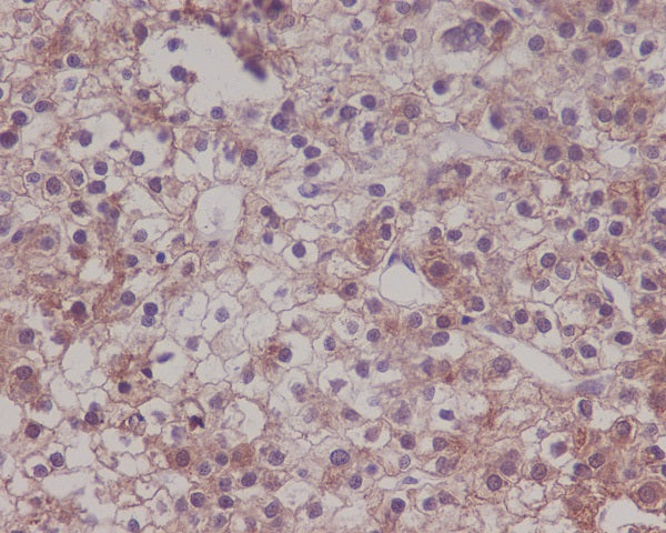 Anti-LRP1 Rabbit Polyclonal Antibody