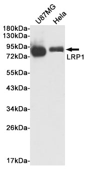 Anti-LRP1 Rabbit Polyclonal Antibody