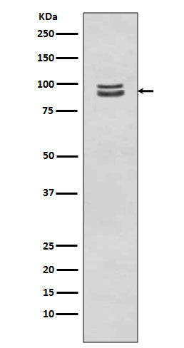 Anti-Phospho-STAT3 (Ser727) Rabbit Polyclonal Antibody