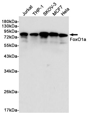 Anti-FOXO1 Rabbit Polyclonal Antibody