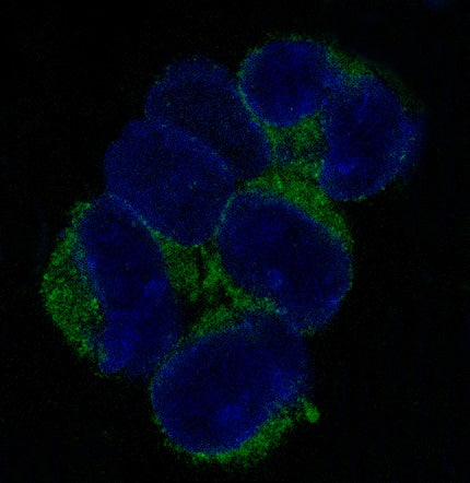 Anti-VCAM1 Rabbit Polyclonal Antibody