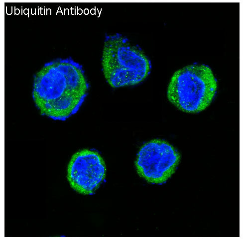 Anti-Ubiquitin Rabbit Polyclonal Antibody