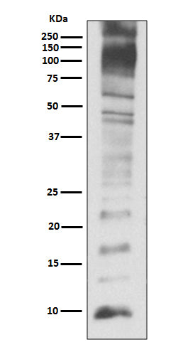 Anti-Ubiquitin Rabbit Polyclonal Antibody
