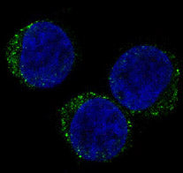 Anti-CD8 alpha Rabbit Polyclonal Antibody