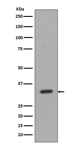 Anti-CD8 alpha Rabbit Polyclonal Antibody