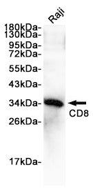 Anti-CD8 alpha Rabbit Polyclonal Antibody
