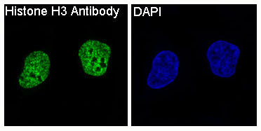 Anti-Histone H3 Rabbit Polyclonal Antibody