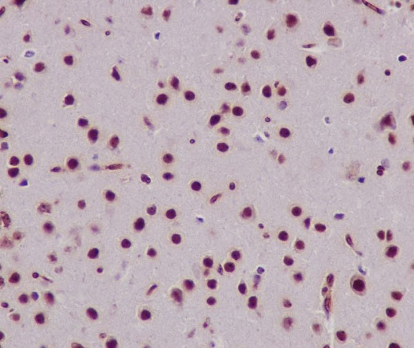Anti-Histone H3 Rabbit Polyclonal Antibody