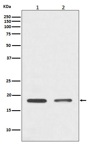 Anti-Histone H3 Rabbit Polyclonal Antibody