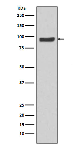 Anti-SP1 Rabbit Polyclonal Antibody