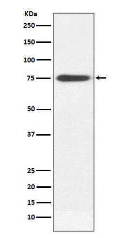 Anti-Human IgM Rabbit Polyclonal Antibody