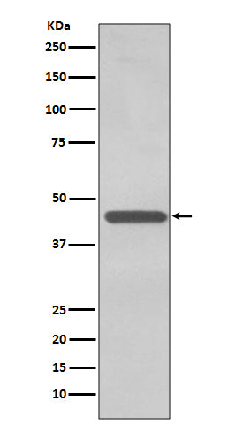 Anti-TDP 43 Rabbit Polyclonal Antibody