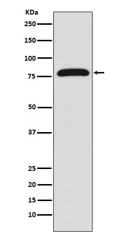 Anti-Transglutaminase 2 Rabbit Polyclonal Antibody