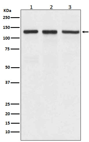 Anti-Integrin alpha V Rabbit Polyclonal Antibody