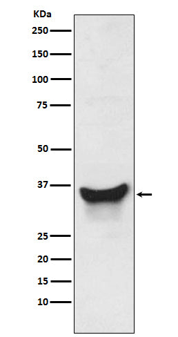 Anti-BNIP3L Rabbit Polyclonal Antibody
