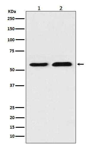 Anti-Thioredoxin Reductase 1 Rabbit Polyclonal Antibody