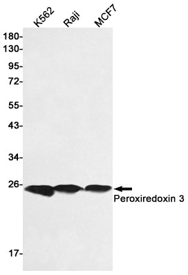 Anti-Peroxiredoxin 3 Rabbit Polyclonal Antibody