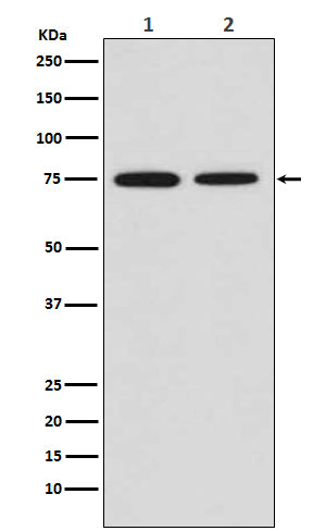 Anti-MSR1 Rabbit Polyclonal Antibody
