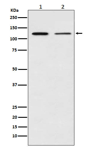 Anti-NF-KB p100 Rabbit Polyclonal Antibody