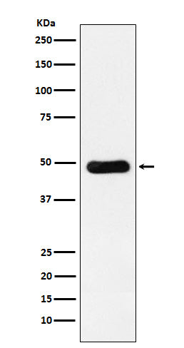 Anti-RBBP4 Rabbit Polyclonal Antibody