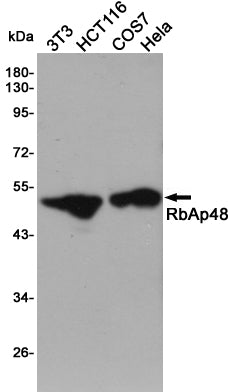Anti-RBBP4 Rabbit Polyclonal Antibody