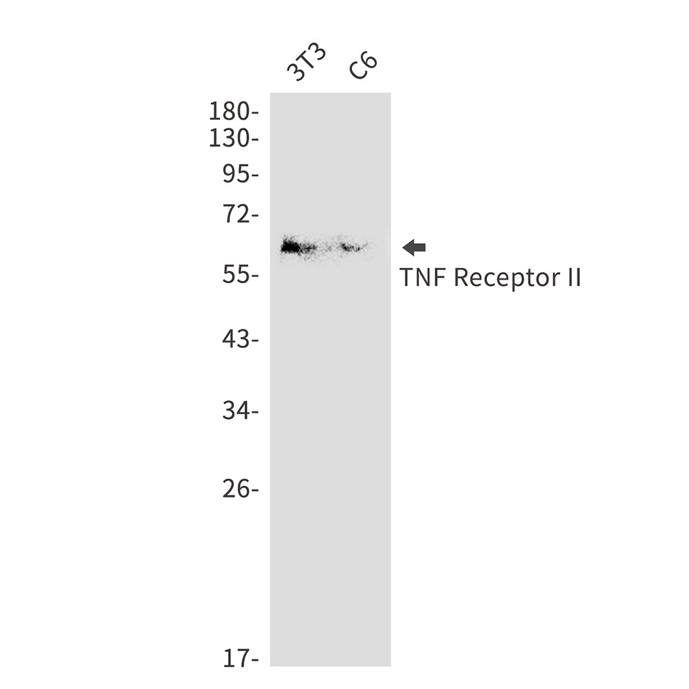 Anti-TNF Receptor 2 Rabbit Polyclonal Antibody