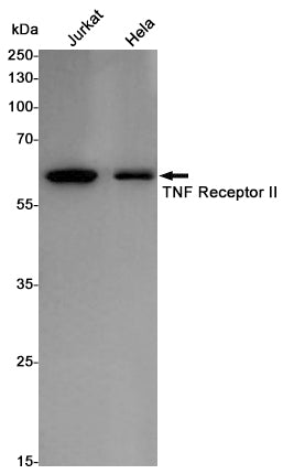Anti-TNF Receptor 2 Rabbit Polyclonal Antibody