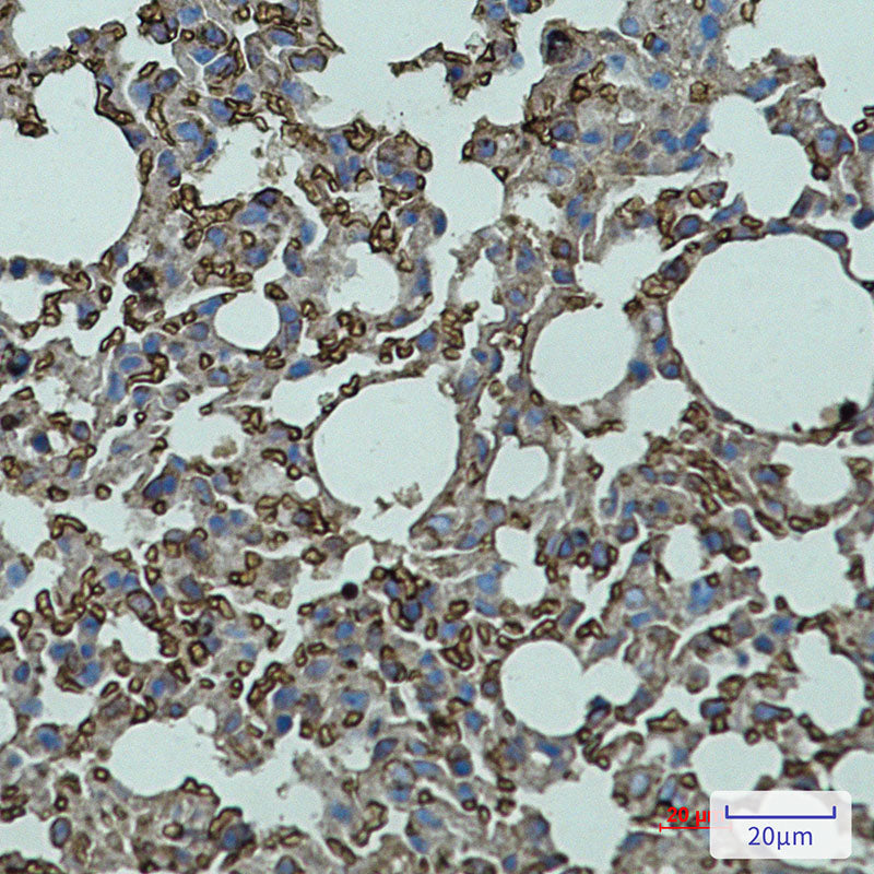 Anti-CD147 Rabbit Polyclonal Antibody