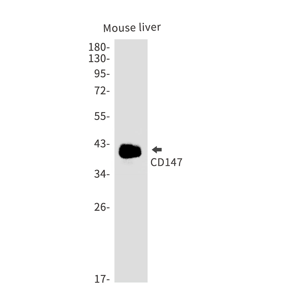 Anti-CD147 Rabbit Polyclonal Antibody