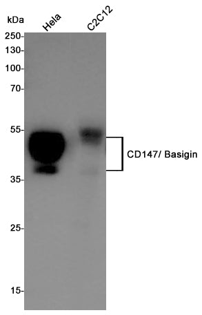 Anti-CD147 Rabbit Polyclonal Antibody