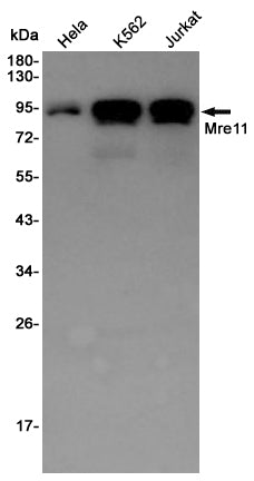 Anti-Mre11 Rabbit Polyclonal Antibody