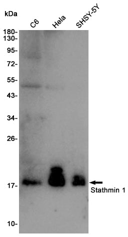 Anti-Stathmin 1 Rabbit Polyclonal Antibody