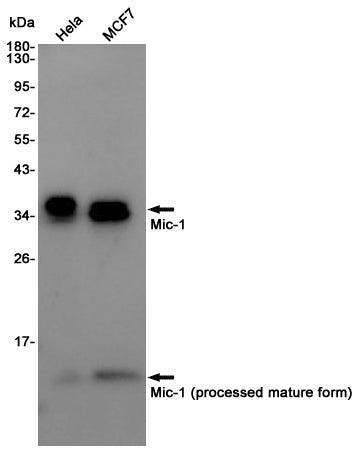 Anti-GDF15 Rabbit Polyclonal Antibody