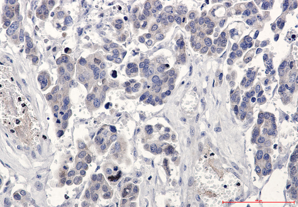 Anti-Bcl-XL Rabbit Polyclonal Antibody