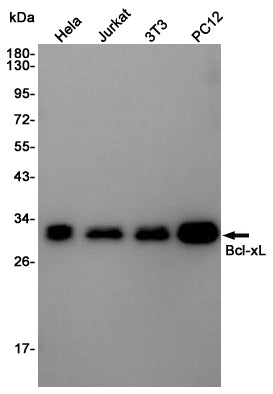 Anti-Bcl-XL Rabbit Polyclonal Antibody