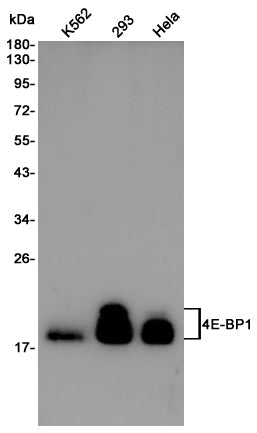 Anti-4E BP1 Rabbit Polyclonal Antibody