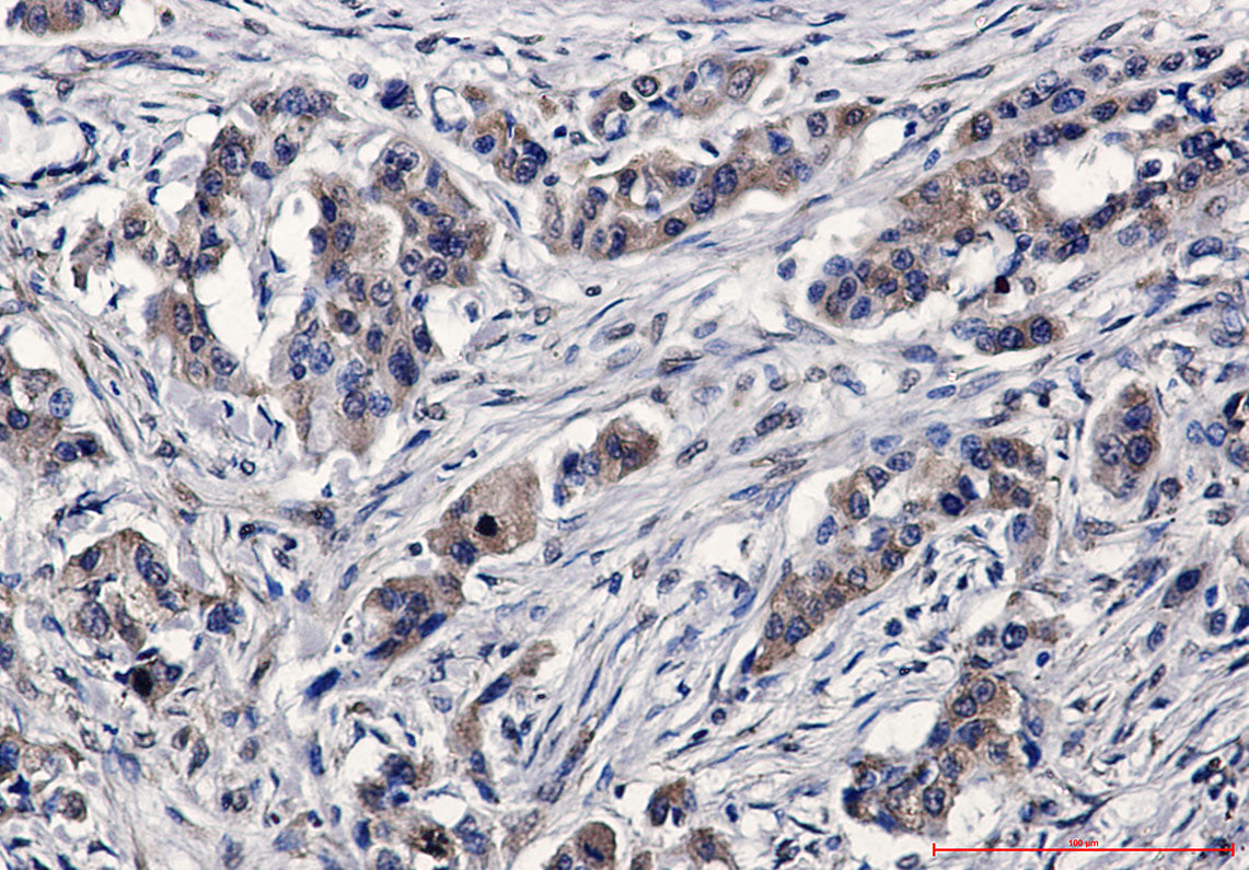 Anti-C7 Rabbit Polyclonal Antibody