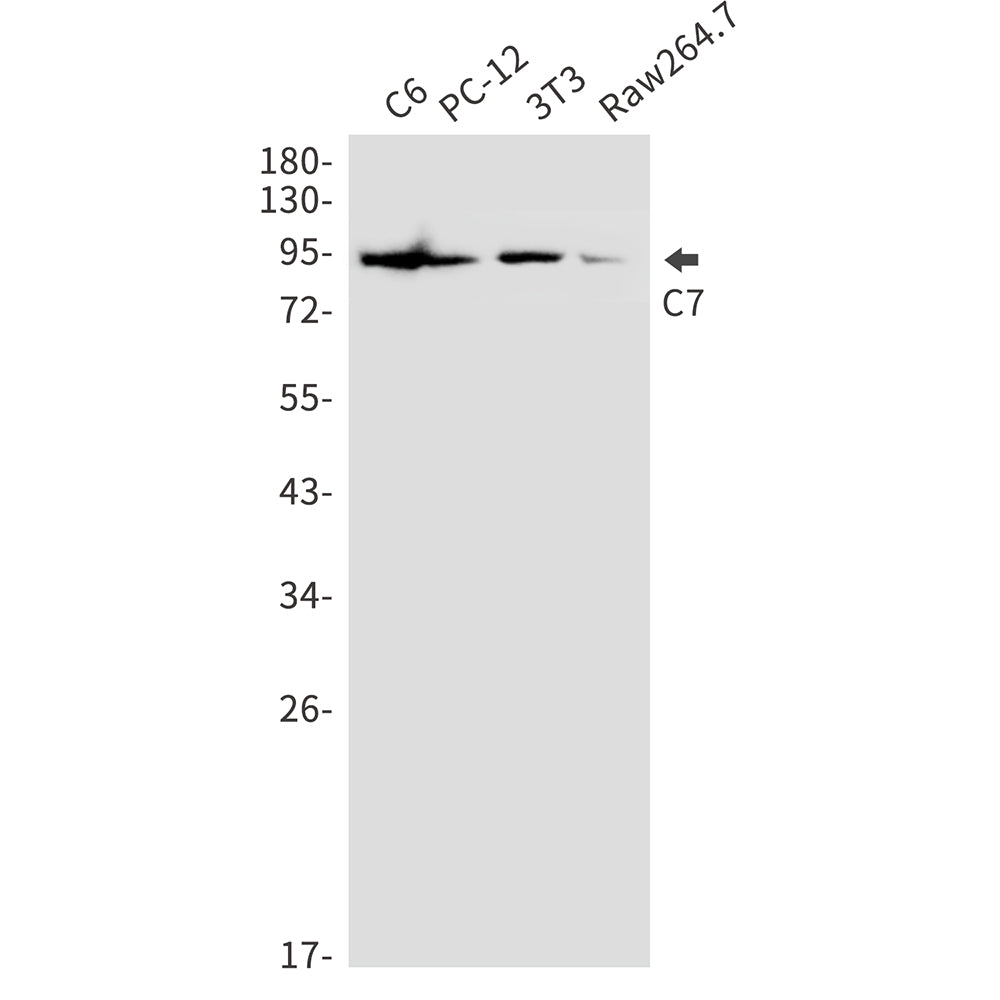 Anti-C7 Rabbit Polyclonal Antibody