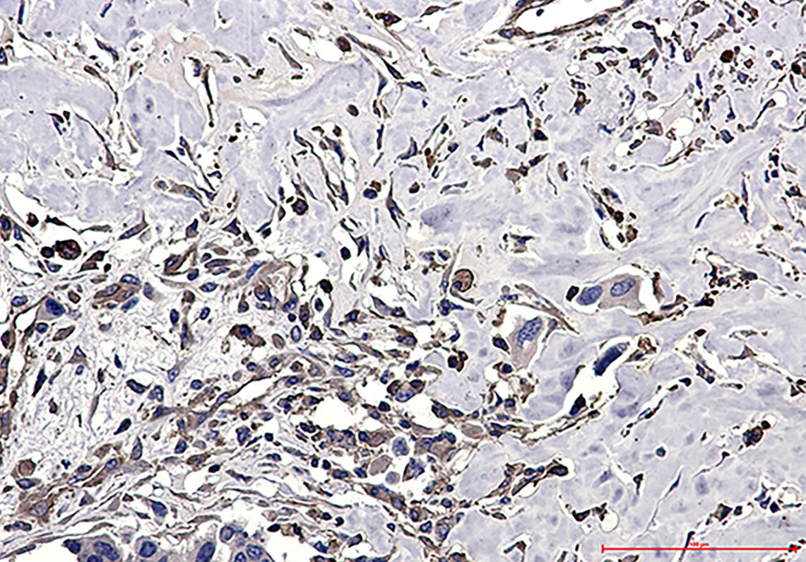 Anti-CAP1 Rabbit Polyclonal Antibody