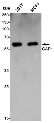 Anti-CAP1 Rabbit Polyclonal Antibody