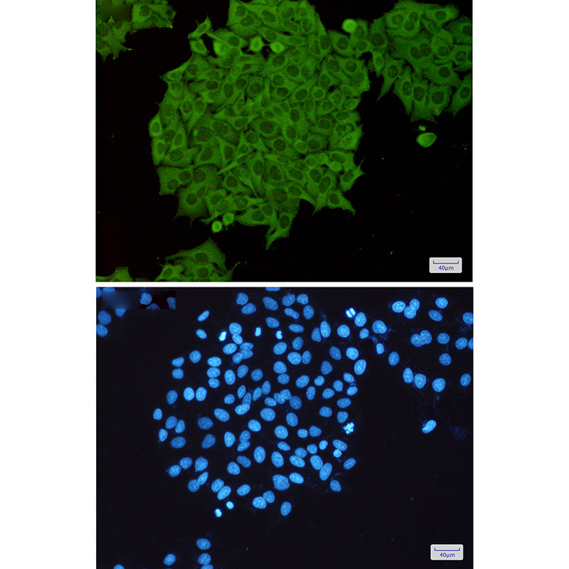 Anti-RhoA/B/C Rabbit Polyclonal Antibody
